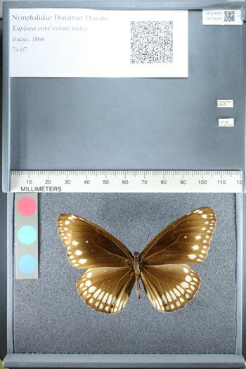 Media type: image;   Entomology 159239